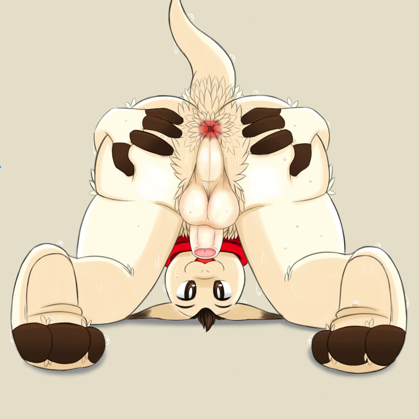 1:1 1boy 2019 3_toes 4_fingers :3 absurd_res animal_ears anthro anthrofied anus ass backsack balls bedroom_eyes bent_over big_ass big_butt bodily_fluids brown_eyes brown_hair bubble_ass bubble_butt butt butt_focus dat_ass digital_media_(artwork) elsword eyebrows feet fluffy foreskin fur hair half-closed_eyes hands_on_ass hi_res huge_ass huge_butt humanoid_feet humanoid_hands humanoid_penis looking_at_viewer male male_only mammal nude penis phoru presenting presenting_anus presenting_ass presenting_feet presenting_hindquarters raised_tail scarf seductive simple_background slightly_chubby smile solo spread_anus spread_ass spread_butt spreading sweat tail testicles thick thick_ass thick_thighs toes tongue tweezalton video_games white_fur wide_hips