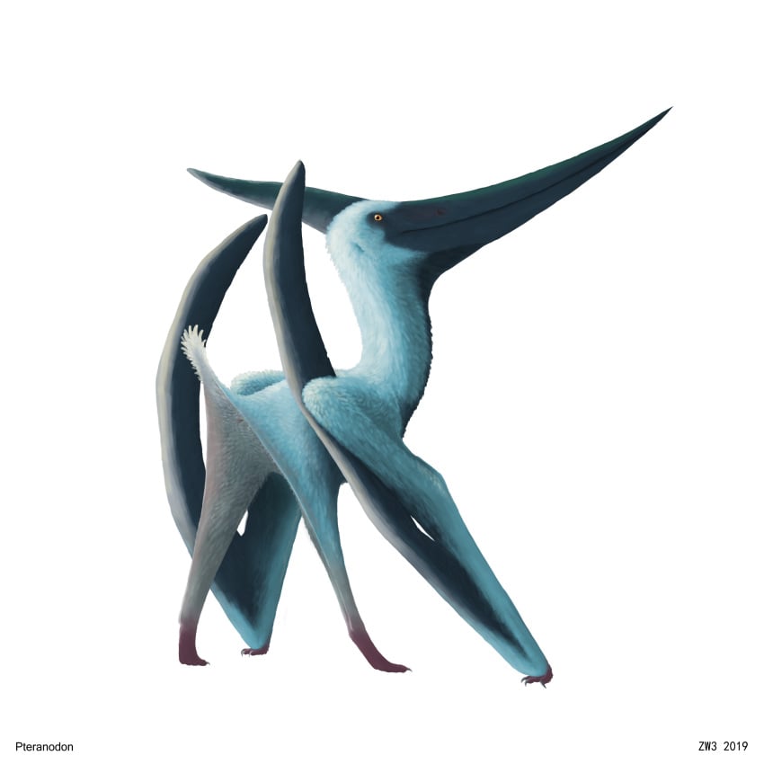 1:1 2019 absurd_res ambiguous_gender animal_genitalia ass beak blue_body blue_feathers claws cloaca crest digital_media_(artwork) earhole feathers feral hi_res looking_at_viewer membrane_(anatomy) membranous_wings nude presenting presenting_hindquarters pteranodon pteranodontid pterosaur quadruped raised_tail reptile scalie simple_background solo standing tail_tuft three-quarter_view tiptoes tuft white_background wings yellow_eyes zw3