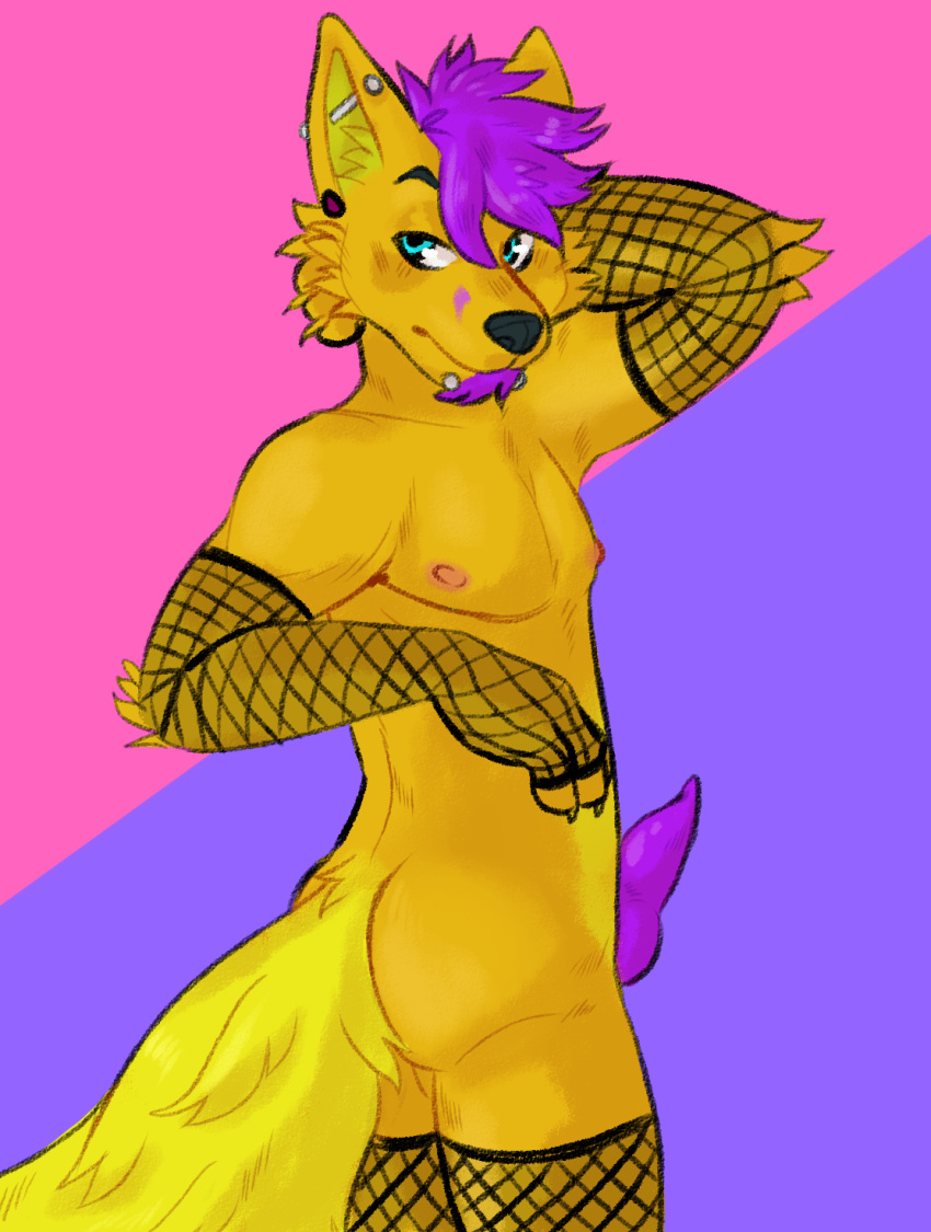 2019 anthro bubblegumboi canid canine canis clothed clothing digital_media_(artwork) dingo erection facial_hair fishnet fox fur goatee hair hi_res hybrid looking_back male mammal naughty_face partially_clothed penis piercing short_hair toony yellow_fur