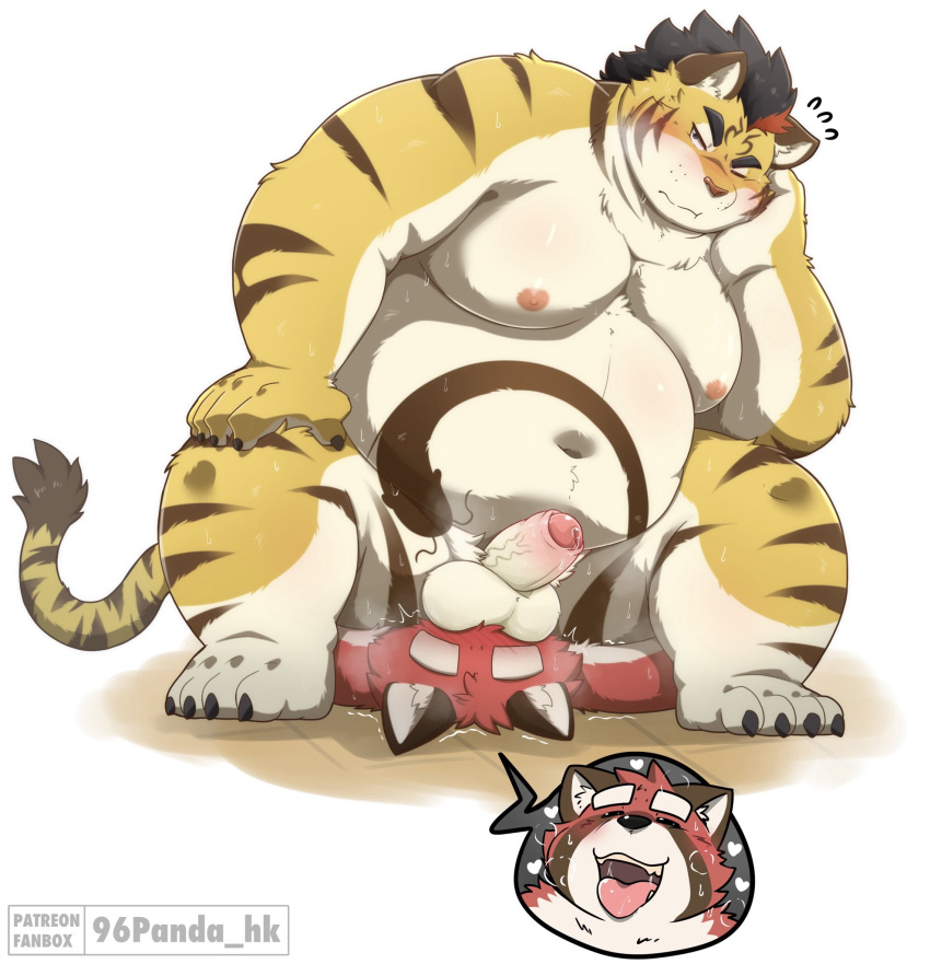 2023 96panda ailurid anthro balls bara barazoku belly big_belly duo erection facesitting felid genitals hi_res hitachi_(tamacolle) kemono male mammal moobs musk navel nipples overweight overweight_male pantherine penis red_body red_panda sitting_on_another tamacolle tiger