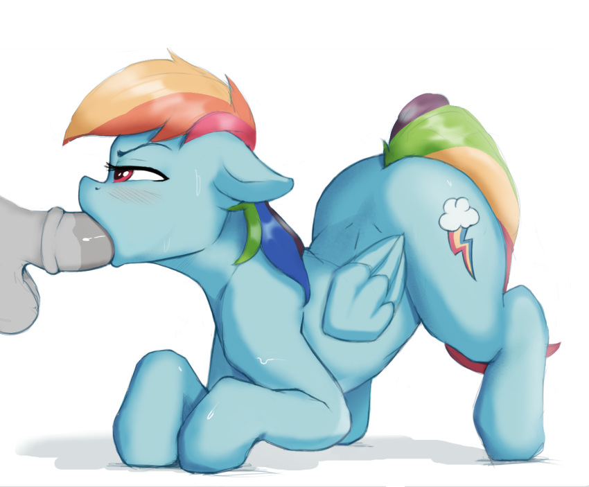 2019 ambiguous_gender balls cutie_mark disembodied_penis duo equid equine feral friendship_is_magic furry male male/ambiguous mammal my_little_pony oral penis pterippus rainbow_dash_(mlp) sex simple_background solo_focus spectre_z white_background wings