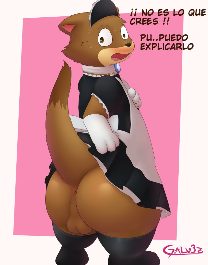 2022 absurd_res anthro anus ass backsack balls blush border brown_body brown_fur clothed clothing crossdressing embarrassed fur galv3z_(artist) genitals gloves handwear hi_res joules_(galv3z) legwear maid_headdress maid_uniform male male_anthro mammal mustelid musteline outside_border raised_tail signature spanish_text tail text thigh_highs translated true_musteline uniform weasel