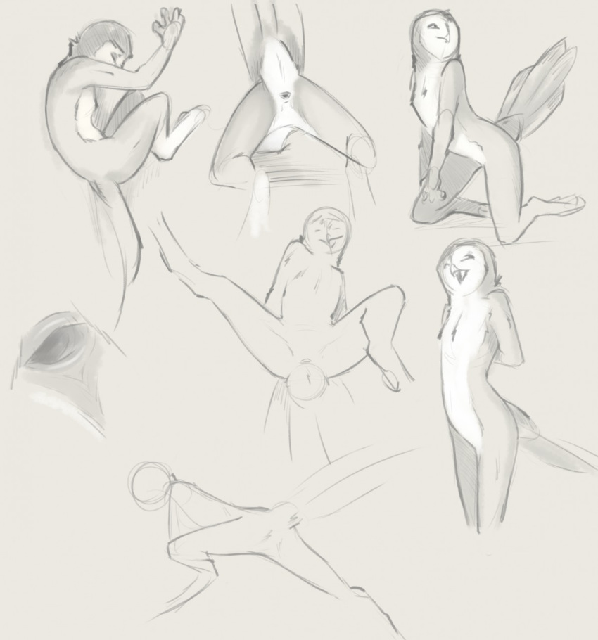 2019 ambiguous_gender animal_genitalia anthro avian beak bird cloaca close-up closed_eyes digital_media_(artwork) feathers hi_res multiple_images owl presenting presenting_cloaca raised_tail simple_background sketch sketch_page solo tuke