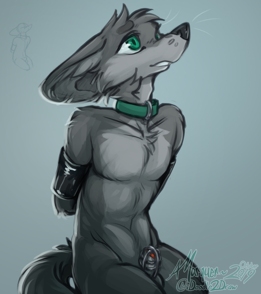 2019 animal_genitalia animal_penis anthro arms_tied balls biped black_nose bondage bondage bound canid canine canine_penis chastity_cage chastity_device collar countershade_torso countershading fennec fluffy fox fur gradient_background green_eyes grey_background grey_body grey_countershading grey_fur half-closed_eyes half-length_portrait hands_behind_back hi_res idoodle2draw inner_ear_fluff kneeling light_bondage luku male mammal nude penis poking_out portrait red_penis signature simple_background sketch solo submissive submissive_male three-quarter_portrait tuft whiskers