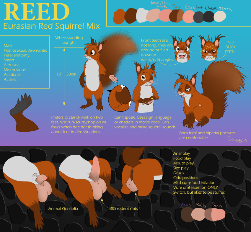 2019 5_toes absurd_res animal_genitalia anus backsack balls barefoot biped claws erection eurasian_red_squirrel feral fingers flaccid fur hi_res hindpaw male mammal model_sheet nude open_mouth paws penis reed_(scuzzyfox) rodent sciurid scuzzyfox semi-anthro soles solo teeth toe_claws toes tongue tree_squirrel whiskers