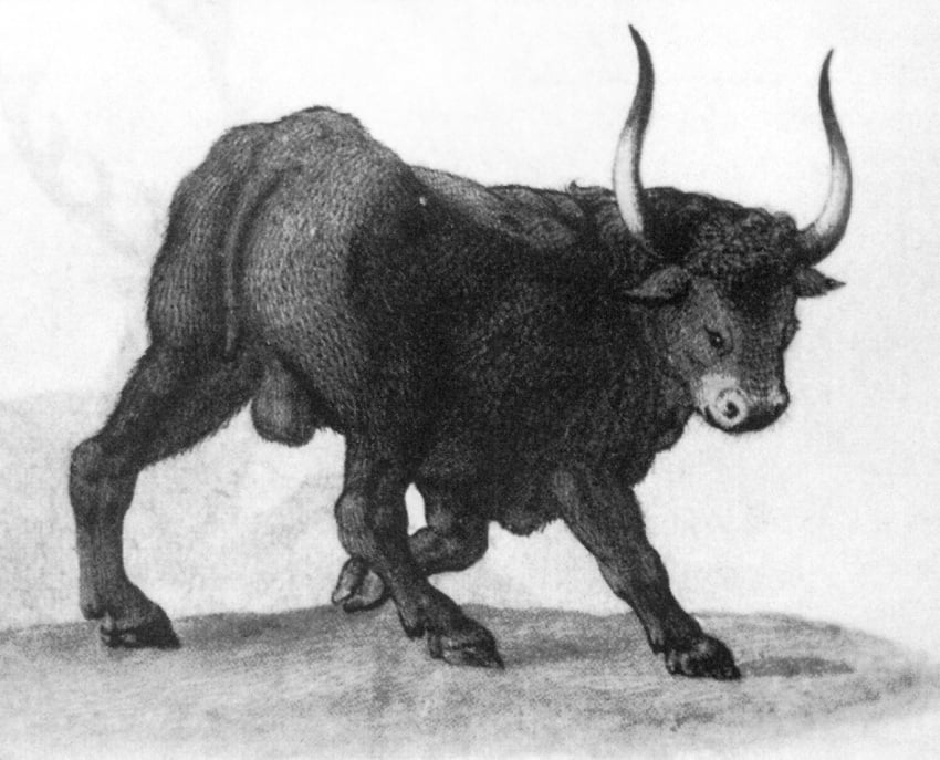 16th_century aurochs balls bovid bovine feral fine_art hi_res horn male male_only mammal presenting presenting_balls solo teodoro_ghisi traditional_media_(artwork)