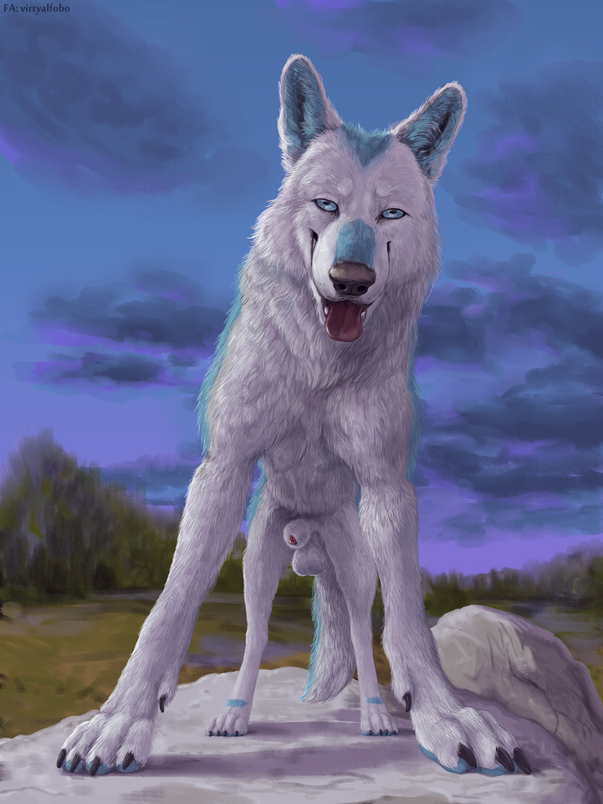 2019 animal_genitalia arctic_wolf balls black_nose blue_body blue_eyes blue_fur canid canine canis claws cloud detailed_background digital_media_(artwork) feral fur hi_res male male_only mammal multicolored_body multicolored_fur nude open_mouth outside penis penis_tip red_tongue rock sheath sky smile solo tongue tongue_out virtyalfobo white_body white_fur wolf zepi