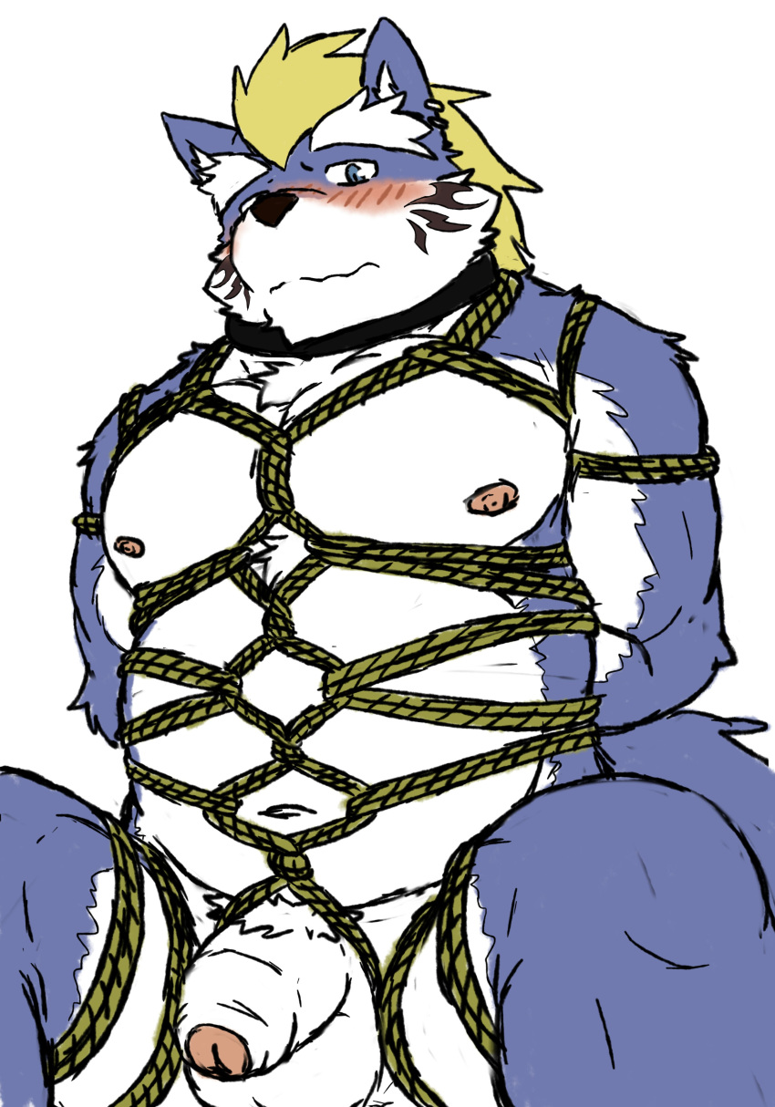 1boy absurd_res anthro blonde_hair blue_body blue_fur blush bondage bound canid canine canis fenrir_(tokyo_afterschool_summoners) flaccid foreskin fur hair hi_res humanoid_penis male male_only mammal mohawk nipples pecs penis reddo12340 rope rope_bondage rope_harness tattoo tokyo_afterschool_summoners video_games wolf