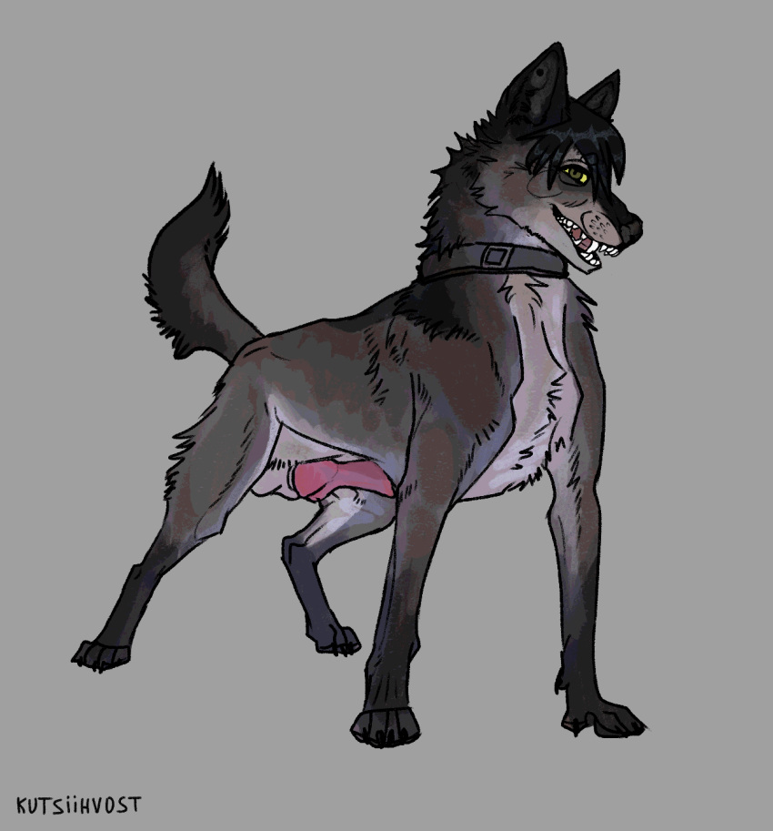 animal canid canine canis collar domestic_dog feral genitals hi_res kutsiihvost male mammal penis presenting solo wolf