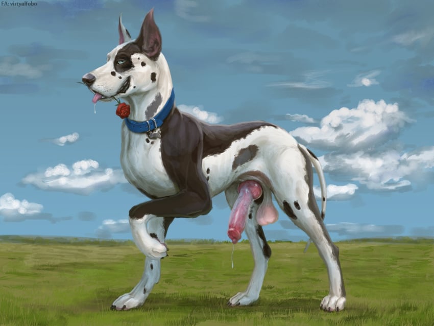 2019 4:3 anatomically_correct anatomically_correct_penis animal_genitalia animal_penis balls bedroom_eyes blue_eyes bodily_fluids canid canine canine_penis canis claws cloud collar cum cum_drip detailed_background domestic_dog dripping drooling ears_up erection feral genital_fluids grass great_dane half-closed_eyes harlequin_great_dane knot looking_at_viewer male male_only mammal mastiff molosser outside paws penis precum raised_leg rose_(disambiguation) saliva seductive sky solo tongue tongue_out virtyalfobo