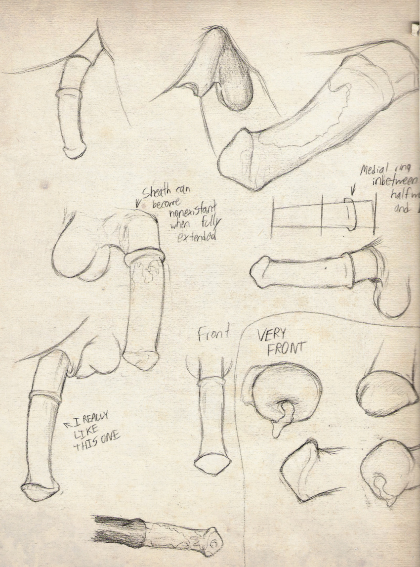 animal_genitalia drawing equine horse horsecock nude penis tutorial