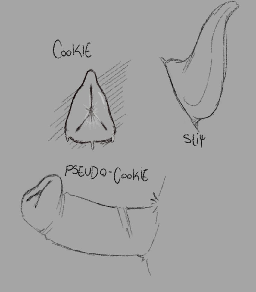 Animal Genitalia Rule 34 Image