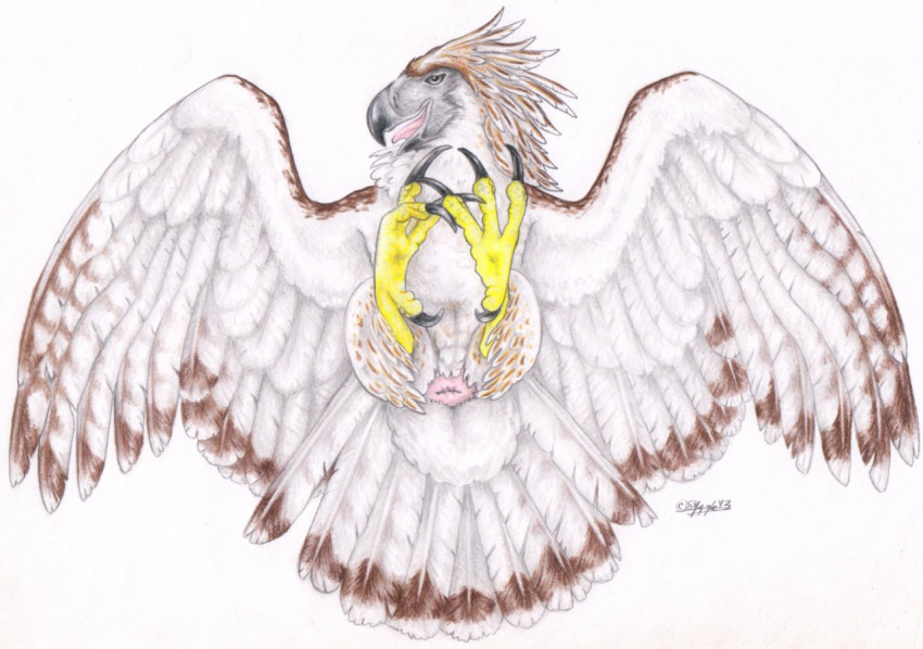 2013 ambiguous_gender anus cloaca eagle feathers feral legs_up lying on_back talons white_background windpaw wings