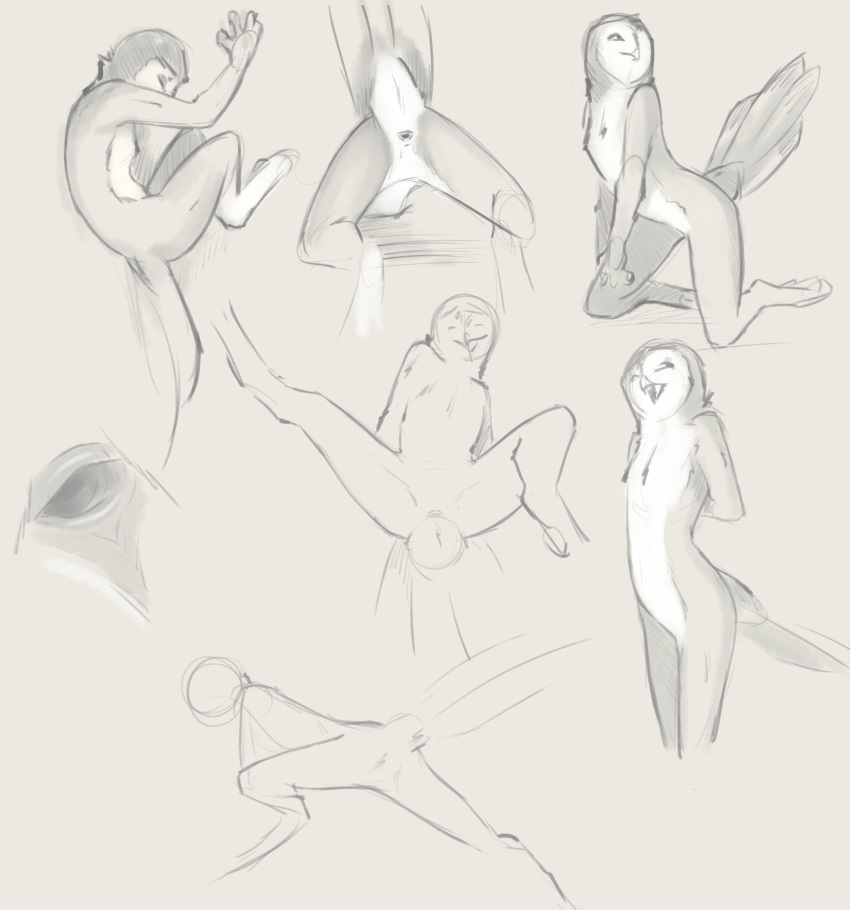 2019 absurd_res ambiguous_gender animal_genitalia anthro avian beak bird cloaca close-up closed_eyes digital_media_(artwork) feathers genitals hi_res multiple_images owl presenting presenting_cloaca raised_tail simple_background sketch sketch_page solo tuke