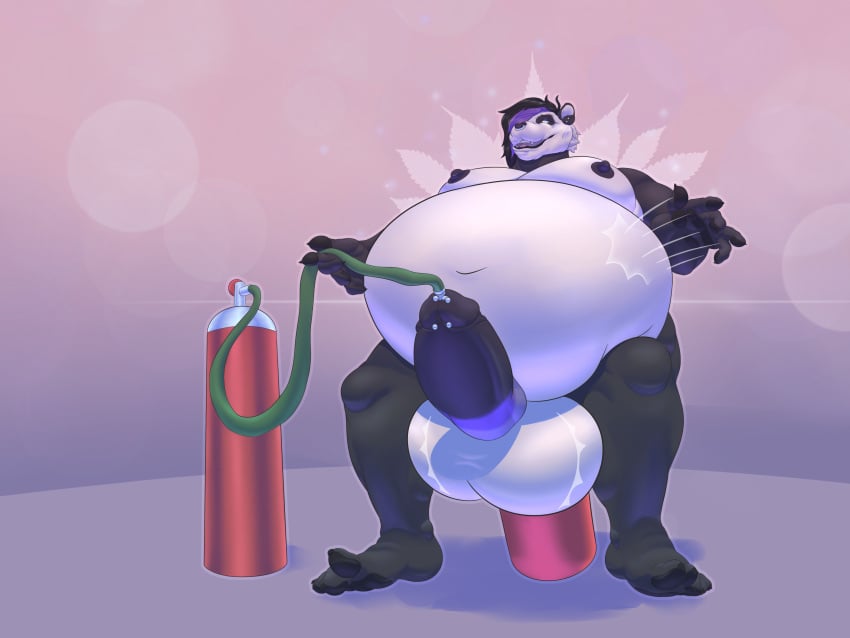 2020 absurd_res air_inflation anthro ball_inflation balls balls_expansion bear belly belly_expansion belly_inflation belly_smack big_belly big_nipples black_hair black_nipples ear_piercing erection expansion fennecaust gas_tank genital_expansion genital_piercing genitals giant_panda hair hi_res highlights_(coloring) hose hose_in_penis hose_in_urethra hose_inflation huge_belly inflation male mammal moobs navel nipples nude object_in_ass open_mouth pecs penetration penis penis_piercing piercing pink_tongue purple_highlights solo tank_in_ass tongue urethral urethral_penetration white_balls white_belly