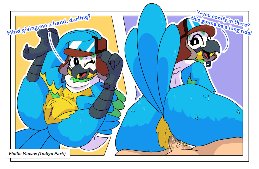 Mollie Macaw (Indigo Park) Rule 34 Image