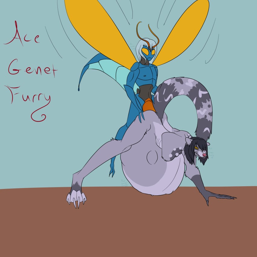 2boys 5_fingers absurd_res acegenetfurry anthro anthro_on_anthro arthropod belly big_belly black_hair blue_body claws egg egg_bulge egg_implantation egg_inflation fingers flat_colors fur grey_body grey_fur hair hi_res hymenopteran inflation insects male male_only male_penetrated mammal missing_arm naked nude oviposition ovipositor ovipositor_penetration procyonid raccoon spider_wasp tarantula_hawk_wasp wasp white_hair yellow_eyes