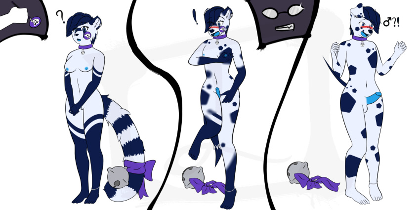 2:1 ailurid anthro bell blue_eyes blue_markings blue_penis blue_spots blue_stripes blush breasts canid canine canis comic dalmatian domestic_dog erection female ftm_transformation gender_transformation genitals growth humanoid_genitalia humanoid_penis jingle_bell lex-i male mammal markings multicolored_body nipples open_mouth penis penis_growth pussy red_panda simple_background species_transformation spots standing stripes transformation two_tone_body white_background white_body