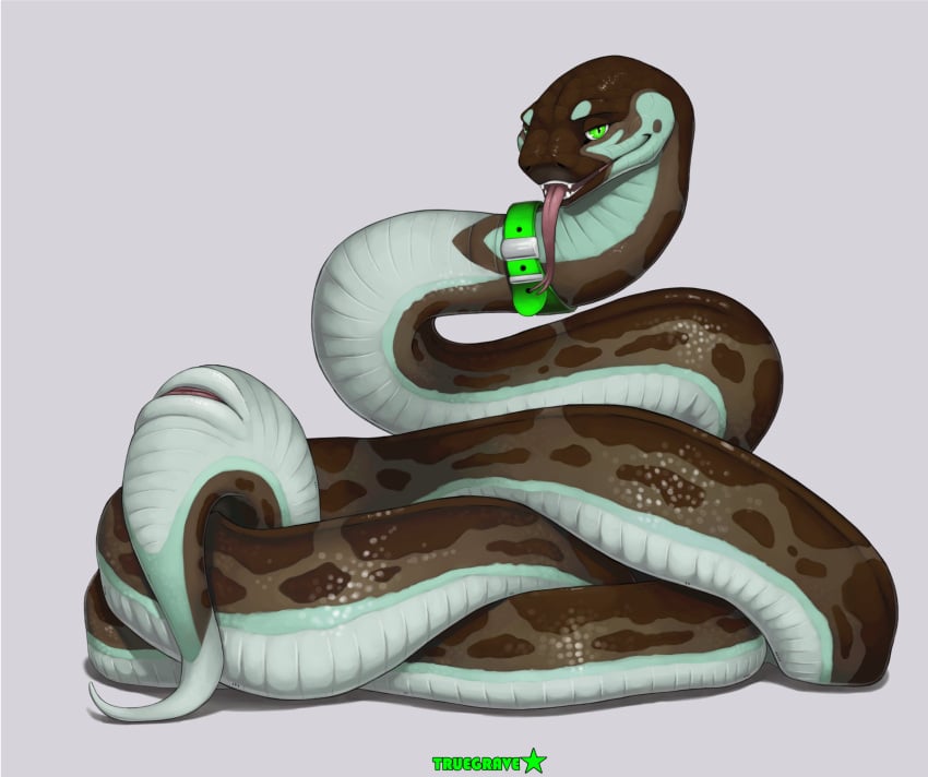 anatomically_correct anatomically_correct_cloaca anatomically_correct_genitalia animal_genitalia apode belly brown_body brown_scales cloaca coiling collar collar_only digital_media_(artwork) female feral genitals green_collar green_eyes hi_res horizontal_cloaca legless looking_at_viewer markings nude open_mouth pink_tongue presenting presenting_cloaca reptile scales scalie serpentine sheppermint simple_background snake solo teal_body teal_scales tongue tongue_out truegrave9 ventral_scales