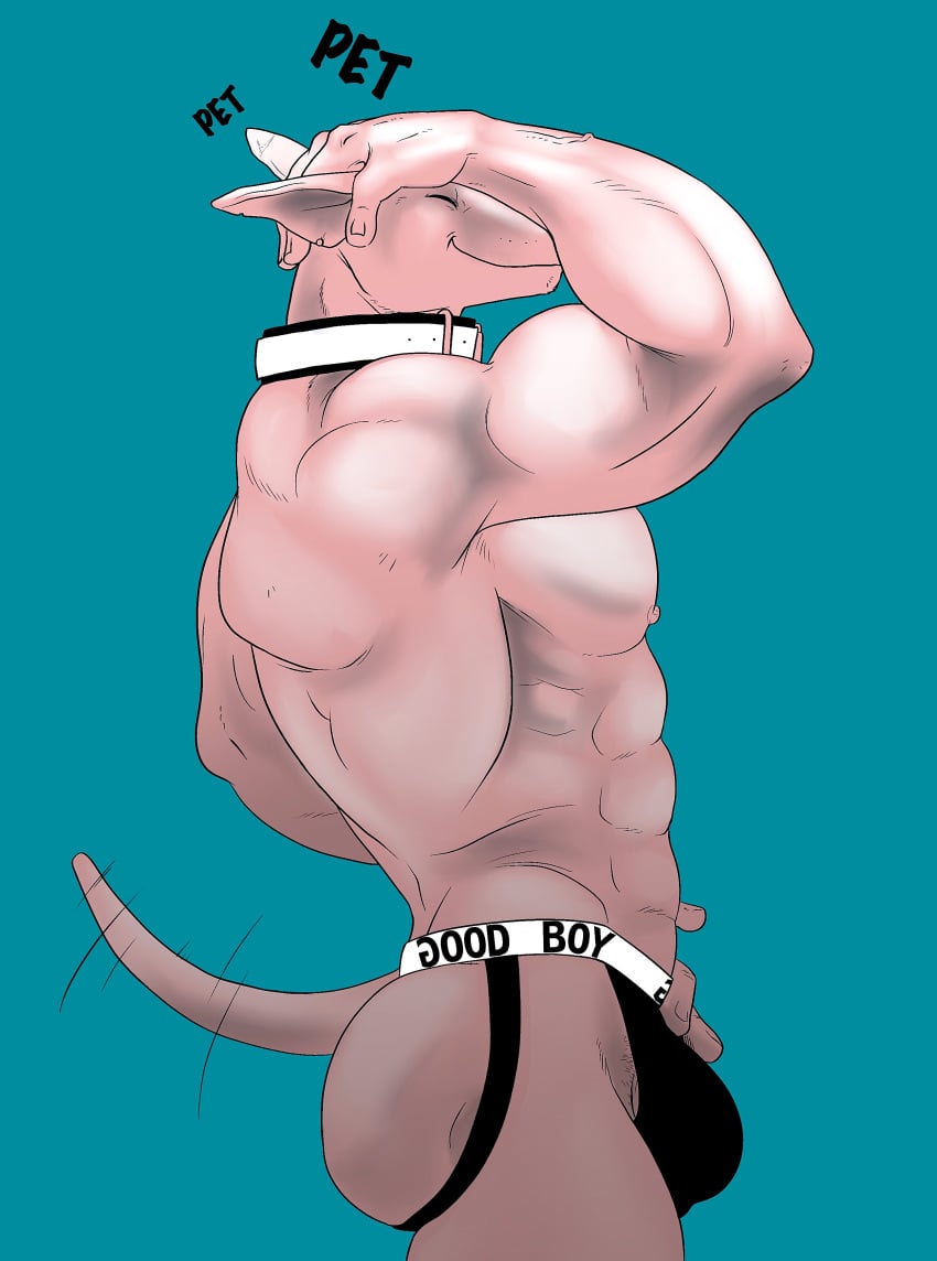 abs biceps bull_terrier canine flexing furry julius male_only muscular muscular_male nipples obliques pecs pubes serratus_anterior solo tail triceps tush