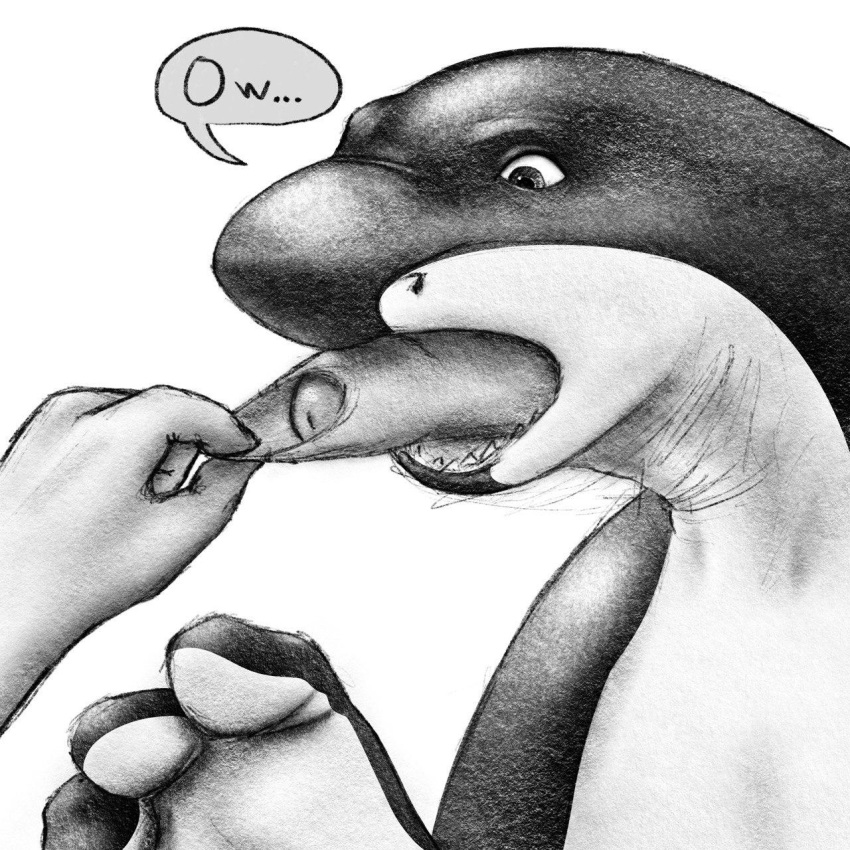 2boys anthro duo fish foot_hands foot_transformation foreskin genitals hi_res male male_focus male_only marine monophallia partially_retracted_foreskin penis penis_tongue pinch shark solo_focus speech_bubble text tongue tugging_leash uncircumcised uncut unusual_genitalia_placement unusual_penis_placement zeemf