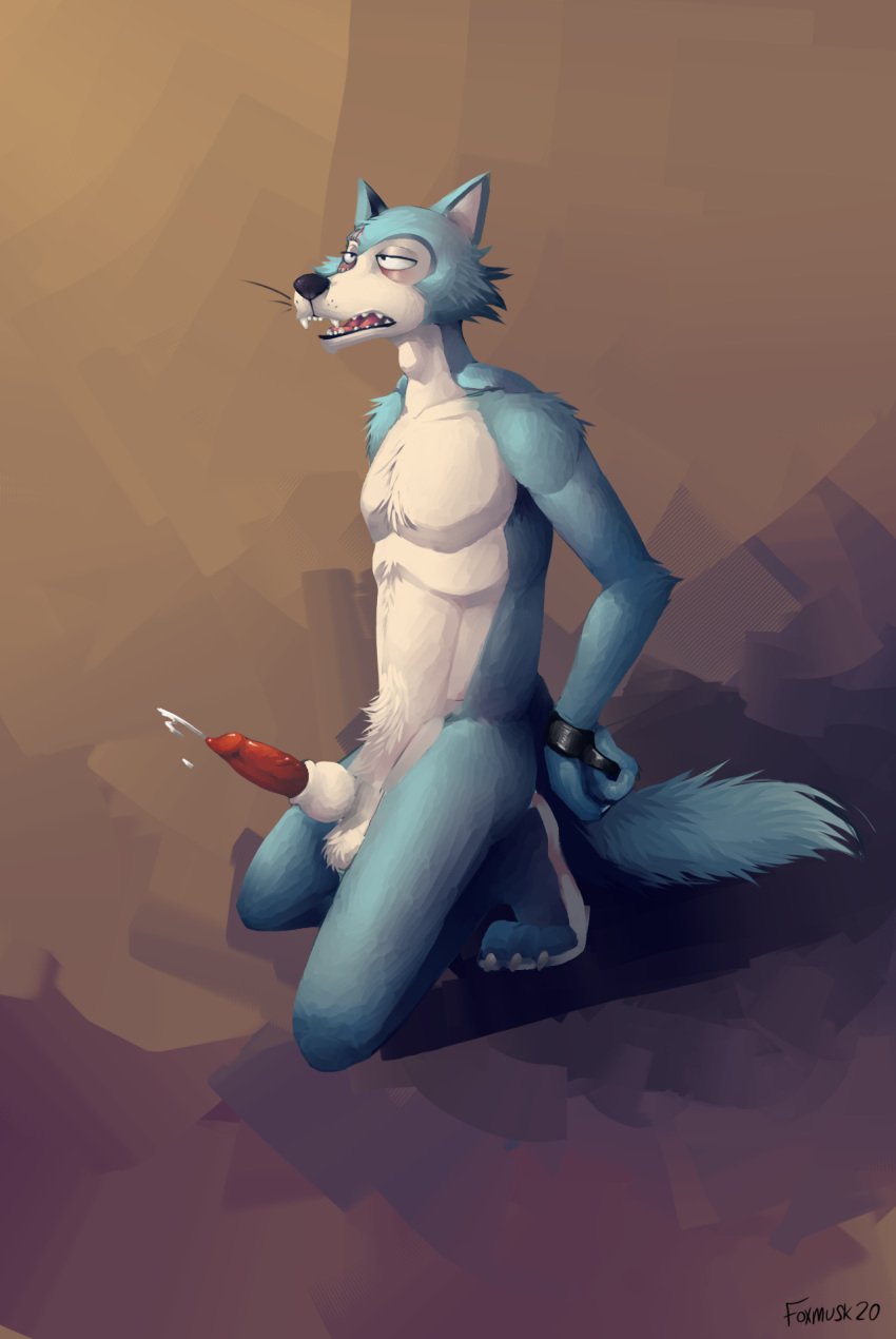 2020 animal_genitalia animal_penis anthro beastars bodily_fluids canid canine canine_penis canis concupisco cum erection foxmusk fur genital_fluids genitals grey_body grey_fur hi_res knot knot_in_sheath legoshi_(beastars) male male_only mammal penis sheath simple_background solo solo_male wolf