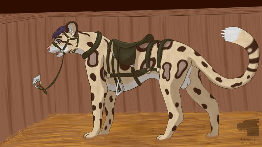 16:9 andraquito balls bridle clouded_leopard collar eyewear felid feral fur gag genitals hair hi_res male male_only mammal pantherine petplay ponyplay purple_hair quercu roleplay saddle solo stable widescreen