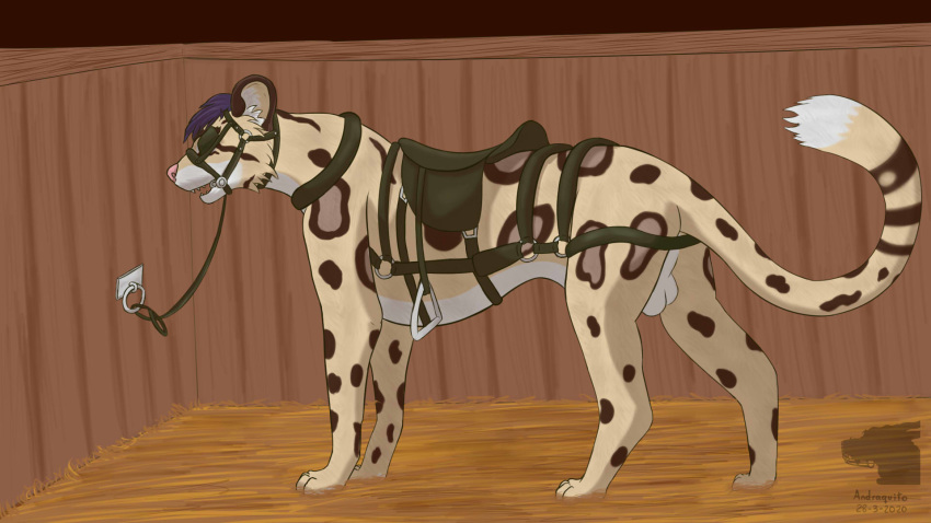 16:9 andraquito balls blinders bridle clouded_leopard collar eyewear felid feral fur gag genitals hair hi_res leopard male male_only mammal pantherine petplay ponyplay purple_hair quercu roleplay saddle solo stable widescreen