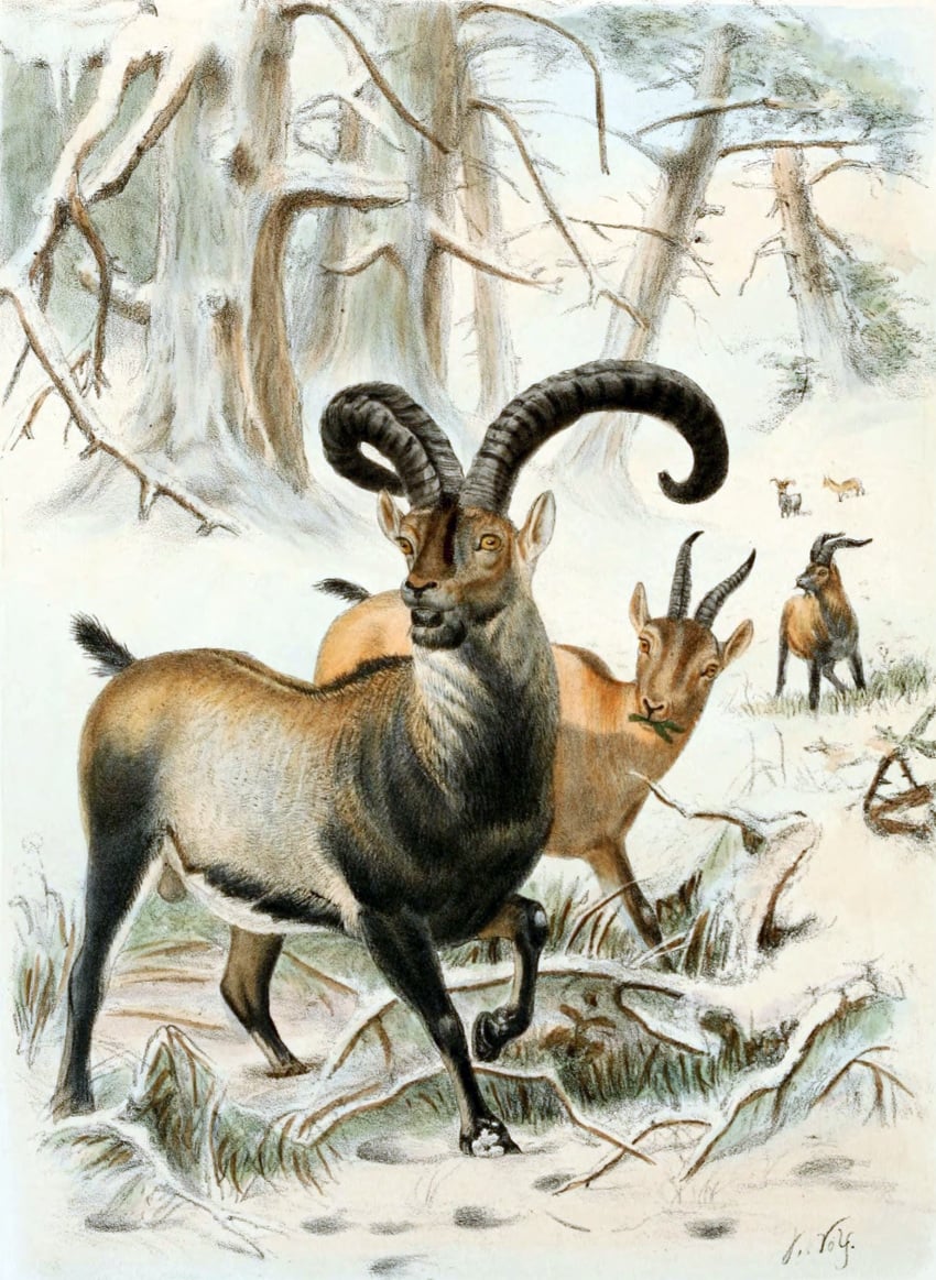 1898 19th_century 2_horns absurd_res ancient_art balls barely_visible_balls barely_visible_genitalia black_body black_fur black_nose bovid branch brown_body brown_fur caprine curved_horn duo_focus eating fur genitals goat grass group hi_res hooves horizontal_pupils horn ibex joseph_wolf mammal multicolored_body multicolored_fur nature nature_background plant public_domain pupils pyrenean_ibex quadruped scut_tail short_tail snout snow standing tail traditional_media_(artwork) tree walking white_body white_fur yellow_sclera