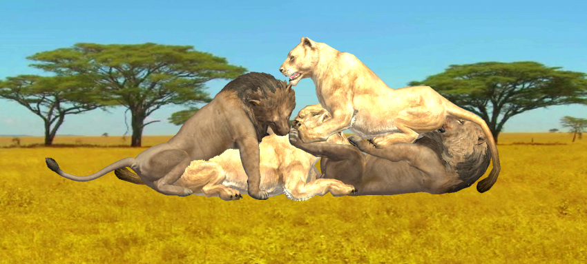 4_fingers anthro bite cunnilingus felid fellatio female feral feral_on_feral fingers foursome group group_sex hi_res lion male male/female mammal mid3dposts neck_bite oral oral_penetration pantherine penetration penile savanna sex simple_background vaginal_penetration