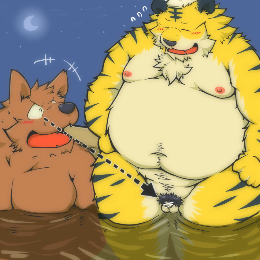 1:1 2014 2boys anthro balls bara bathing belly blush brown_body brown_fur canid canine closed_eyes duo felid fur genitals hi_res kemono male male_only mammal moobs moon navel night nipples outside overweight overweight_male pantherine penis pubes small_penis suishou0602 tiger water