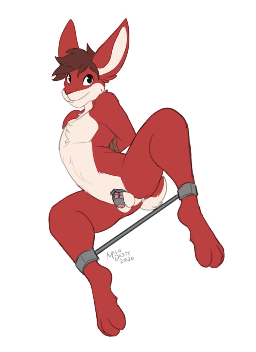 2020 anthro arms_tied bondage bondage bound brown_hair chastity_cage chastity_device hair hi_res lagomorph leporid male mammal milodesty nican nude rabbit rope rope_bondage simple_background solo spread_legs spreader_bar spreading white_background