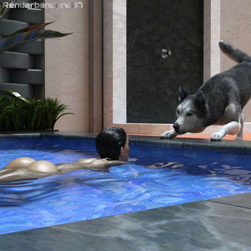 brown_hair canine dripping feral husky licking pool renderbender007 swim swimming wet zoophilia