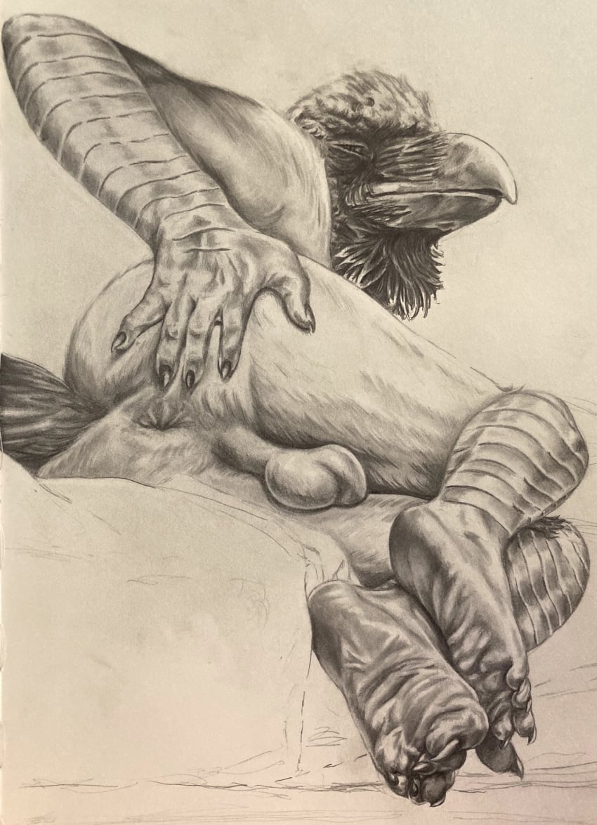 anthro anus ass avian balls bird corvid corvus_(genus) detailed feathers feet foot_focus genitals hi_res humanoid looking_at_viewer looking_back male male_only presenting raven_(bird) realistic sinful_ink_(artist) smile smirk solo tail_feathers toe_curl toes