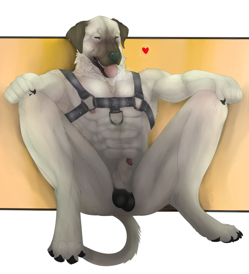 absurd_res anatolian animal_genitalia anthro balls bdsm_harness black_balls bondage bondage_gear breath brown_eyes brown_mask canid canine canis detached_sheath digitgrade_legs domestic_dog facial_markings fur genitals guardian head_markings herding_dog hi_res jenklinbullterrier_(artist) kangal leather livestock_guardian_dog male male_only mammal markings mask_(marking) molosser mountain_dog muscular neck_tuft orange_background panting pastoral_dog realistic realistic_anatomy riley_(character) sheath shepherd simple_background sitting solo tan_body tan_fur tuft