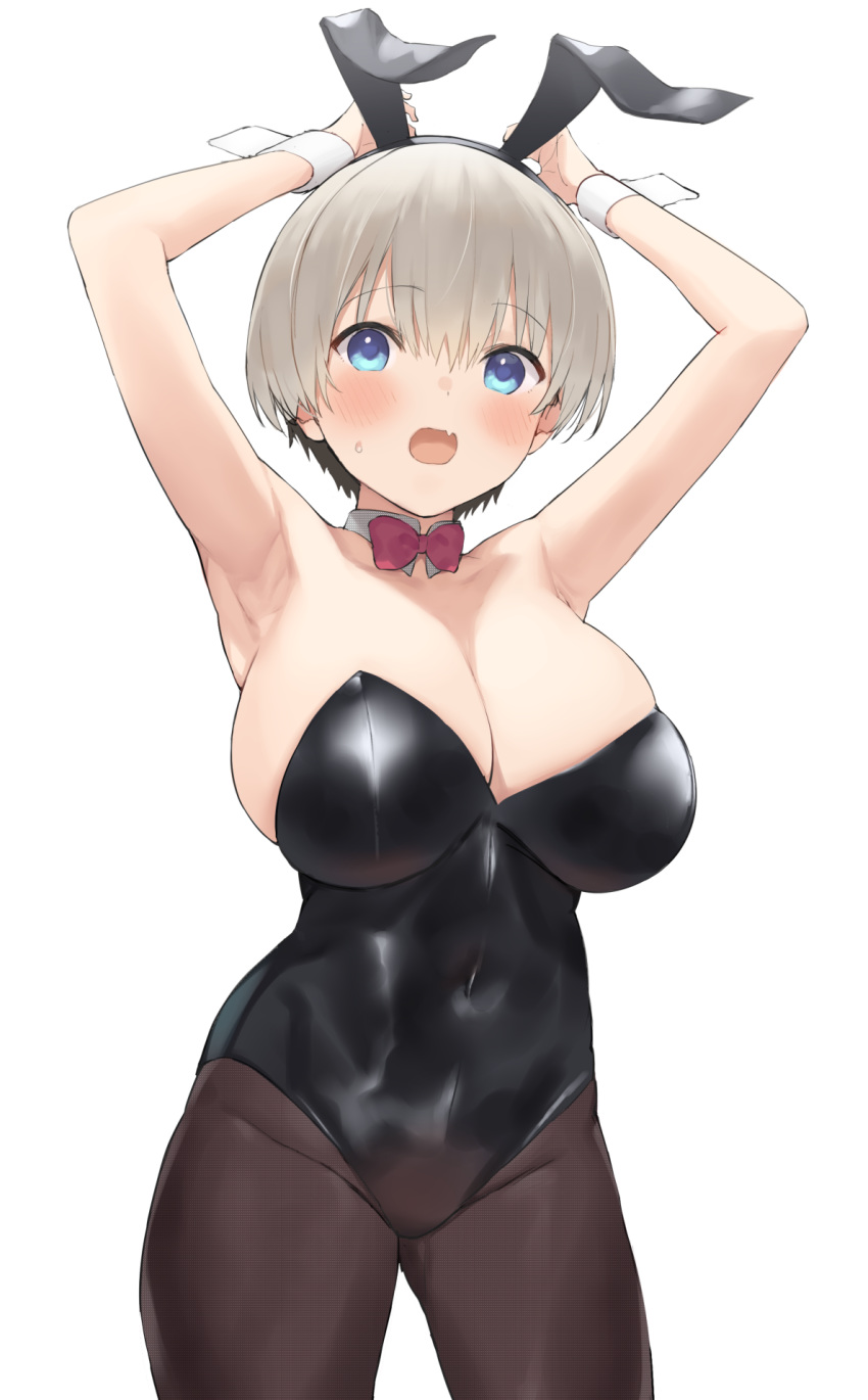 1girls 2020 animal_ears armpits arms_above_head arms_up black_leotard blue_eyes blush bow bowtie breasts bunny_ears bunny_girl bunnysuit cleavage covered_navel eyebrows_visible_through_hair fake_animal_ears fangs female female_only fishnet_pantyhose fishnets grey_hair hand_on_ear highres large_breasts leotard neckerchief nekoshoko open_mouth pantyhose short_hair simple_background solo sweat sweatdrop thick_thighs thighs uzaki-chan_wa_asobitai! uzaki_hana very_short_hair white_background wrist_cuffs