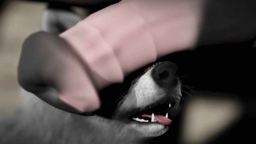 3d animated breath canid canine canis close-up domestic_dog duo equid equine feral genitals horse male male/male mammal panting penis snout these_aren't_my_glasses tongue trioami260