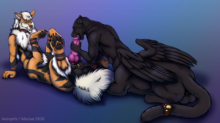 2020 anthro arcanine black_body black_fur collaboration duo felid fur genitals gradient_background hi_res incorgnito male male/male mammal marjani nintendo orange_body orange_fur pantherine penis pokemon pokemon_(species) simple_background striped_body striped_fur stripes taur video_games wings