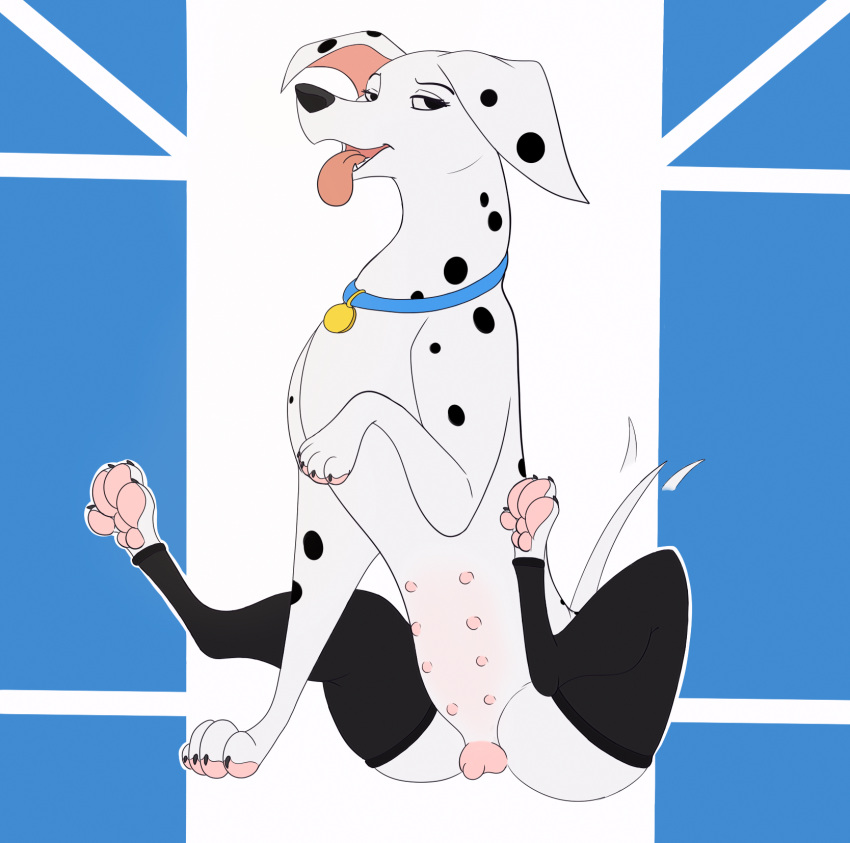 101_dalmatians anatomically_correct animal_genitalia animal_pussy blue_collar canid canine canine_pussy canis clothing collar dalmatian disney domestic_dog female feral genitals hi_res hindpaw kaze~inu legwear lingerie looking_at_viewer mammal multi_nipple nipples open_mouth pawpads paws perdita presenting presenting_pussy pussy simple_background sitting smile solo spots_(marking) spread_legs spreading stockings tailwag