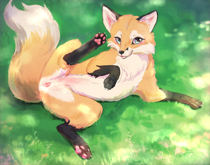 4_toes anatomically_correct anatomically_correct_genitalia anatomically_correct_pussy animal_genitalia animal_pussy canid canine canine_pussy female feral fox fur genitals hi_res leg_markings looking_at_viewer lying mammal markings momou on_ground orange_body orange_fur outside pawpads pink_pawpads pink_pussy presenting presenting_pussy pussy raised_leg red_fox socks_(marking) solo toes