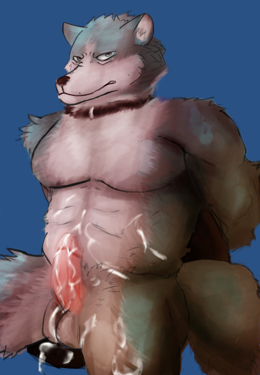 abs absurd_res anthro artjackal biceps blue_body blue_fur bodily_fluids brand_new_animal canid canine canis collar cum cum_on_penis fur genital_fluids genitals hi_res looking_at_viewer male male_only mammal muscular nude penis shirou_ogami simple_background sitting solo studio_trigger wolf