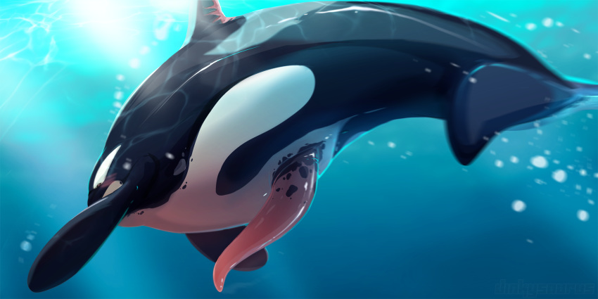 2:1 anatomically_correct anatomically_correct_genitalia anatomically_correct_penis animal_genitalia animal_penis cetacean cetacean_penis delphinoid dnk-anais erection feral genitals hi_res male male_only mammal marine oceanic_dolphin orca penis solo toothed_whale underwater water