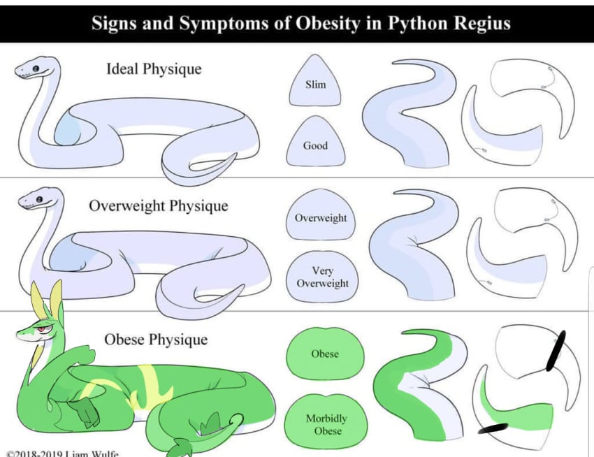 ambiguous_gender anatomy animal_genitalia ball_python censor_bar censored censored_cloaca censored_genitalia chart cloaca comparing english_text feral generation_5_pokemon genitals informative liam_wulfe long_and_soft nintendo obese obese_feral overweight overweight_feral photoshop pokemon pokemon_(species) python python_(genus) reptile scalie serperior size_chart slightly_chubby slightly_chubby_feral snake solo tagging_guidelines_illustrated tail_focus text the_more_you_know third-party_edit