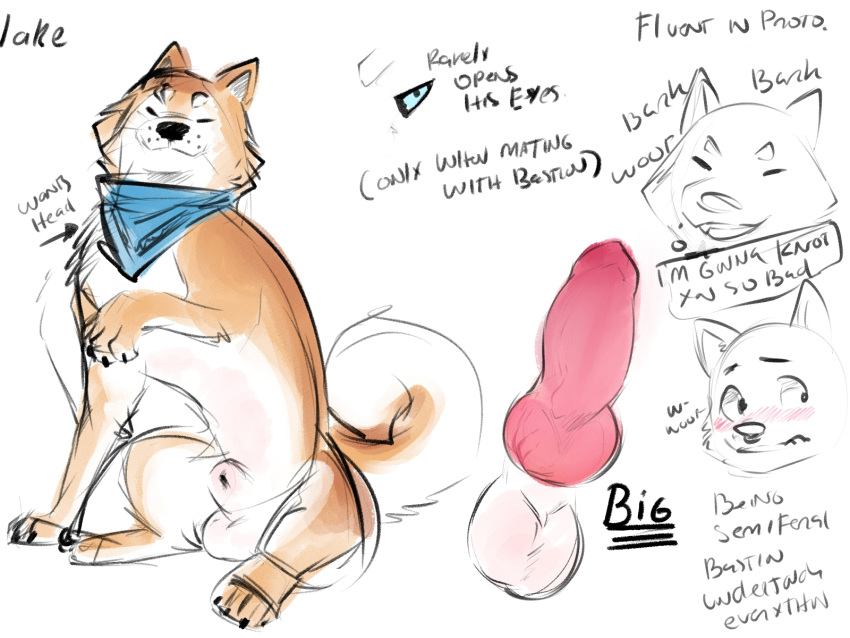 2020 4:3 anatomically_correct animal_genitalia animal_penis balls bastion blush canid canine canine_penis canis domestic_dog english_text erection feral genitals hi_res knot male male_only mammal penis pink_penis sheath shiba_inu simple_background sitting sketch smile solo spitz text white_background