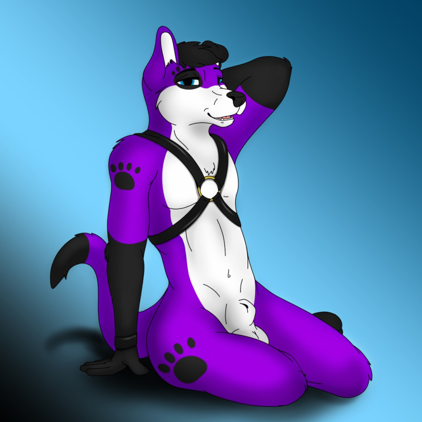 1:1 animal_genitalia anthro balls bbs_drawings bondage bondage_gear bound canid canine canis domestic_dog elkhound fur gear genitals hand_behind_head harness hi_res male male_only mammal pawalo purple_body purple_fur sheath sitting solo spitz waiting