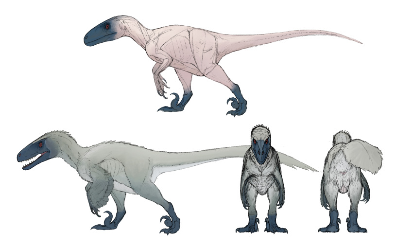 absurd_res ambiguous_gender anatomically_correct animal_genitalia ass belly blue_feet blue_head claws cloaca countershading digital_media_(artwork) dinosaur dromaeosaurid earhole feathered_dinosaur featherless feathers feet feral front_view genitals grey_body hi_res looking_at_viewer model_sheet neck_tuft nude open_mouth pink_body pink_cloaca pink_skin pubic_boot raised_tail rear_view red_eyes reptile scalie side_view simple_background standing tail tail_tuft teeth theropod toe_claws toes tuft utahraptor white_belly white_butt zw3
