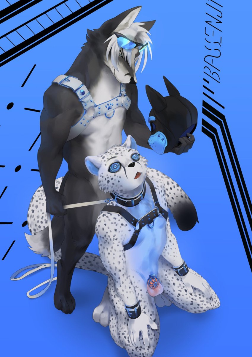 animal_mask anthro balls bassenji black_body black_fur black_spots blue_background canid canine chastity_cage chastity_device cheetah collar domination duo eyewear felid feline fox fur genitals glasses hair harness hi_res holding_leash holding_object hypnosis kneeling leash male male/male male_domination mammal mask mind_control open_mouth petplay pup_mask puppyplay roleplay simple_background spiral_eyes spots standing submissive submissive_male white_body white_fur white_hair wrist_cuff