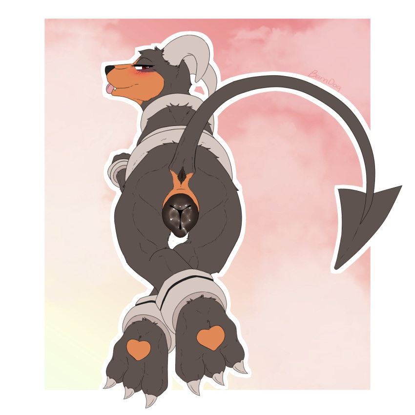 animal barndog_(barndog) blush crossed_legs fluffy hellhound horns houndoom looking_at_viewer no_humans paws pokemon pokemon_(species) red_eyes simple_background solo solo_female solo_focus tail tongue tongue_out vagina