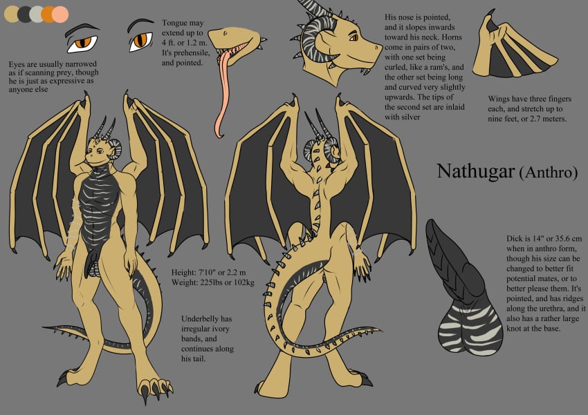 absurd_res anthro ass balls chains dragon english_text erection flaccid genitals gold_scales hi_res male model_sheet nathugar penis scalie solo text tongue tongue_out warlord_nath wings