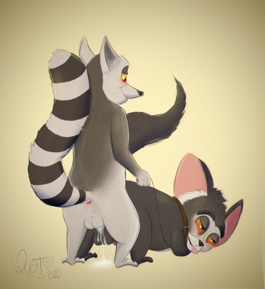 2020 absurd_res anal anal_sex anthro anus aye-aye bodily_fluids collar cum cum_in_ass cum_inside domination dreamworks duo genital_fluids genitals hi_res king_julien lemur madagascar_(series) male male/male mammal maurice nickelodeon penetration penis primate quat ring-tailed_lemur sex strepsirrhine submissive the_penguins_of_madagascar